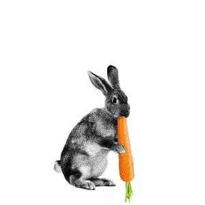 Lapin gris croquant une grande carotte sur fond blanc