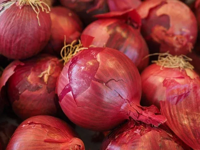 Close-up of red onions with dry papery skins