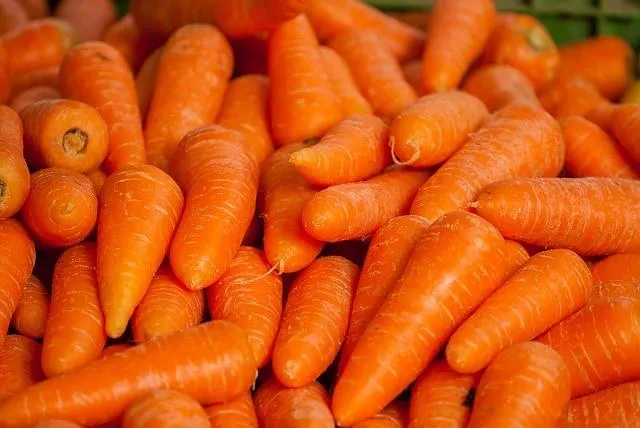 Tas de carottes orange fraîches, vues de près