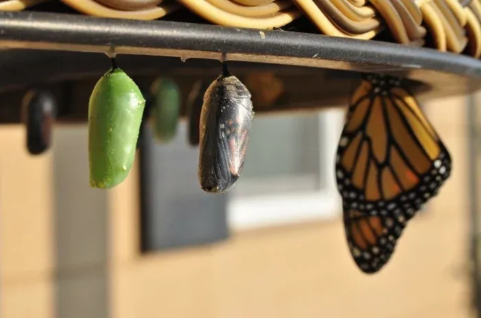 Chrysalides vertes et noire suspendues à côté d’un papillon monarque